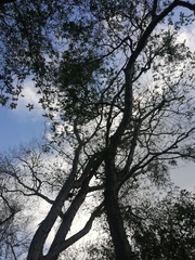 Pterocarpus acapulcensis