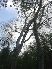 Pterocarpus acapulcensis