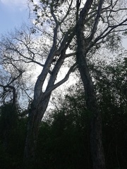 Pterocarpus acapulcensis