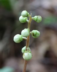 Pyrola japonica