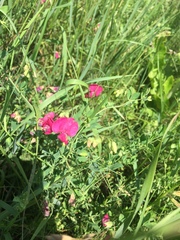Lathyrus tuberosus