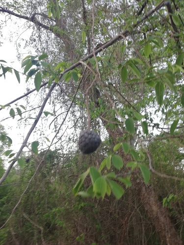 Annona squamosa