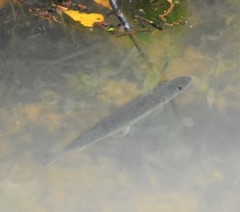 Esox