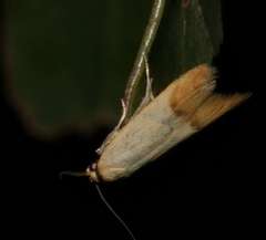 Tachystola stenoptera