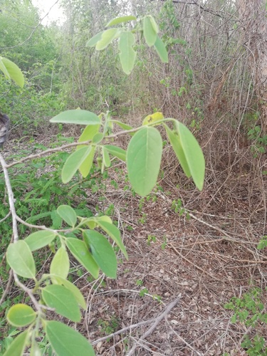 Annona squamosa