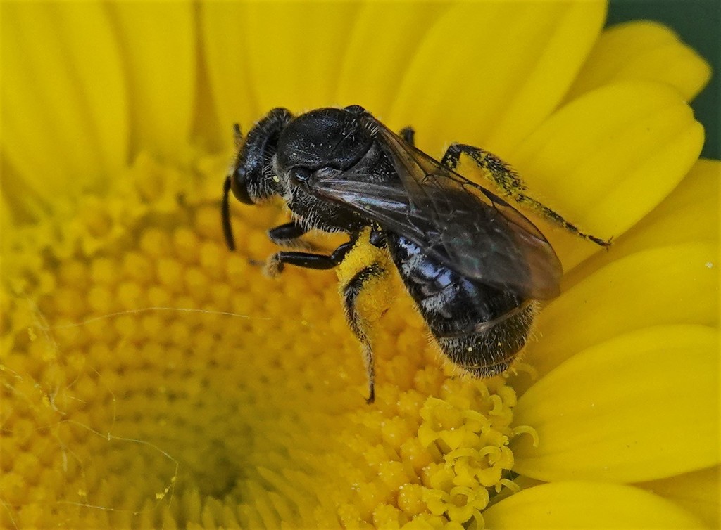 Rugose-chested Sweat Bee