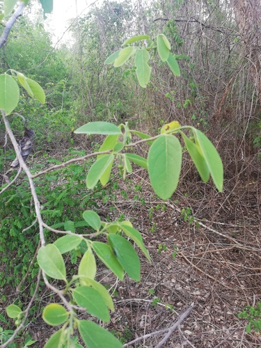 Annona squamosa