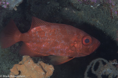 Priacanthus blochii