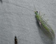 Mallada tripunctatus