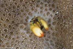 Paguritta corallicola