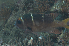 Monotaxis heterodon