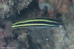 Halichoeres prosopeion