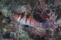 Cirrhitichthys falco