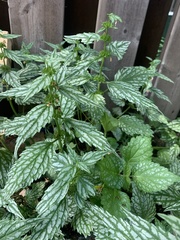 Lamium galeobdolon flavidum