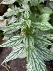 Lamium galeobdolon flavidum