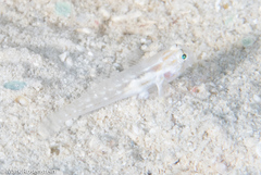 Gnatholepis cauerensis