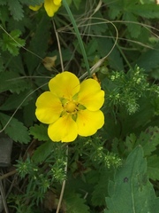 Potentilla