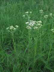 Achillea millefolium
