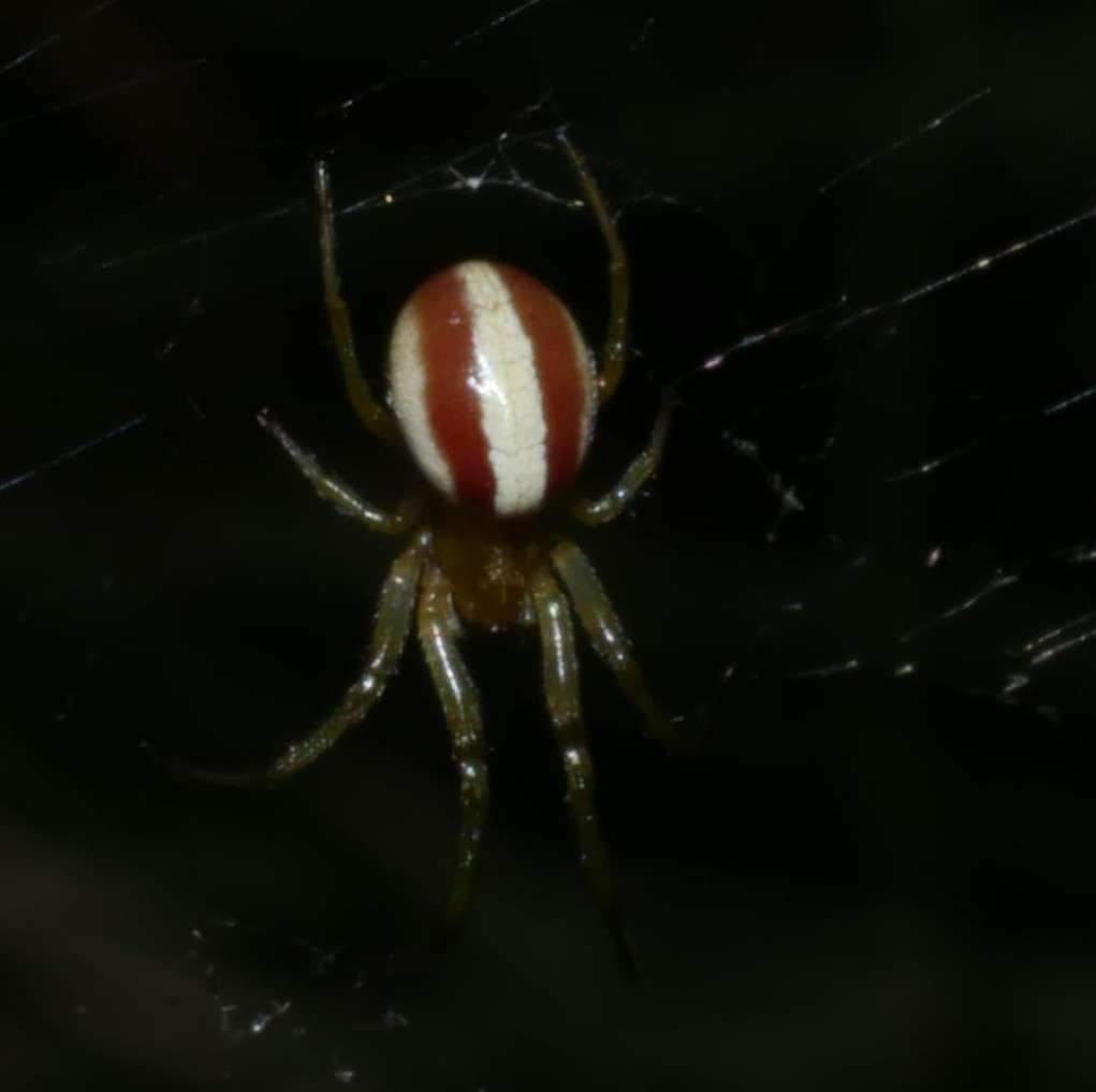 Stripey Deliochus