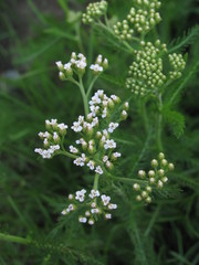 Achillea millefolium