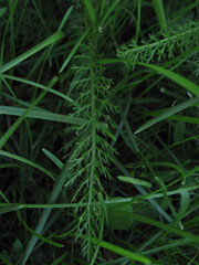 Achillea millefolium