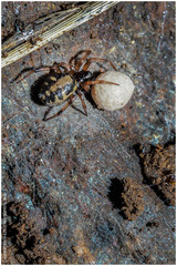 Steatoda ancorata