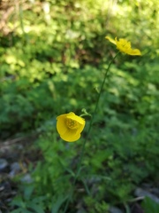 Ranunculus acris