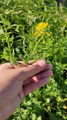 Sisymbrium loeselii