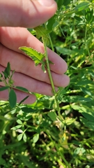 Sisymbrium loeselii