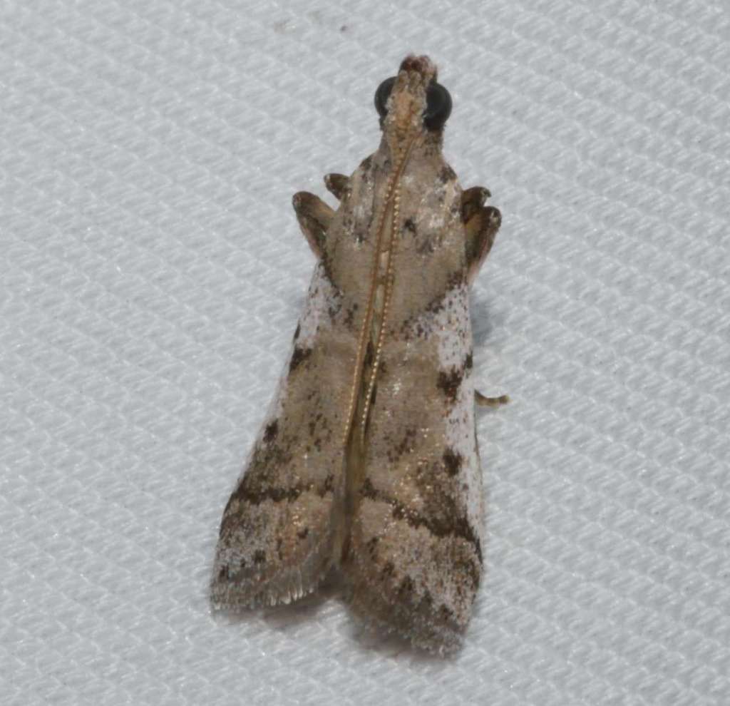 Assara