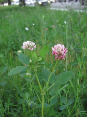 Trifolium hybridum