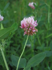 Trifolium hybridum