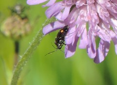 Closterotomus cinctipes