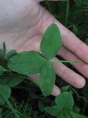 Trifolium hybridum