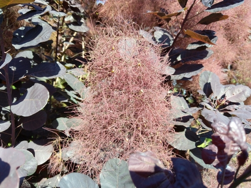 Smokebush