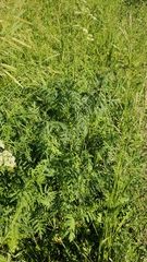 Tanacetum vulgare