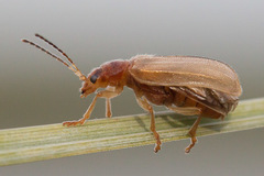 Syneta pilosa