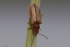 Syneta pilosa