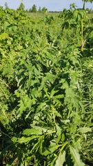 Carduus crispus