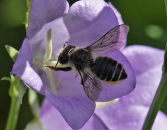 Megachile frigida