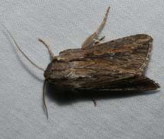 Persectania dyscrita