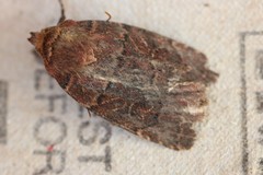 Protorthodes oviduca