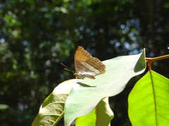 Adelpha cytherea