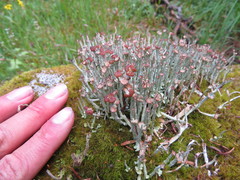 Cladonia ecmocyna intermedia