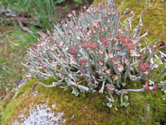 Cladonia ecmocyna intermedia
