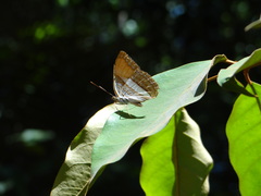 Adelpha cytherea