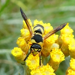 Euodynerus variegatus