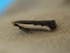 Dichomeris serrativittella