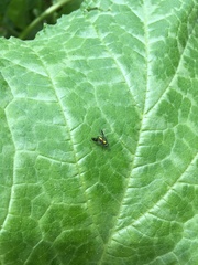 Condylostylus