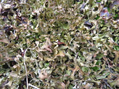 Tuckermanopsis subalpina